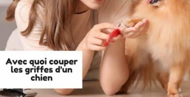 Avec quoi couper les griffes d'un chien