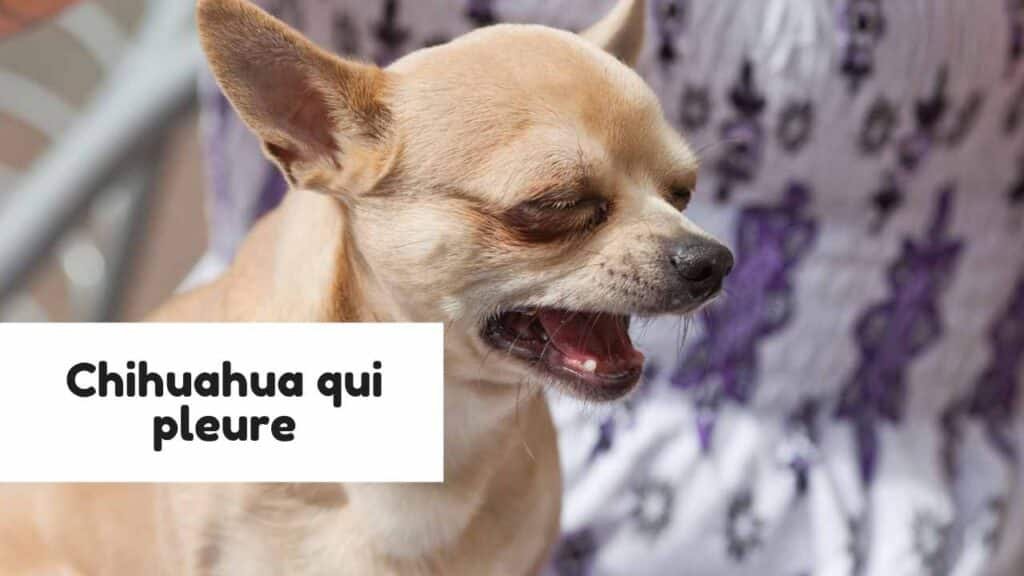 Chihuahua qui pleure