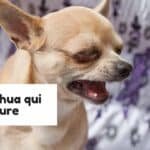 Chihuahua qui pleure