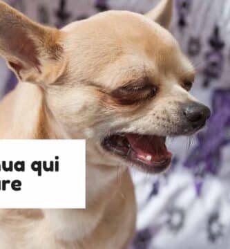 Chihuahua qui pleure