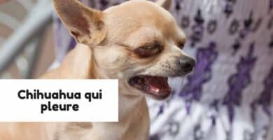 Chihuahua qui pleure
