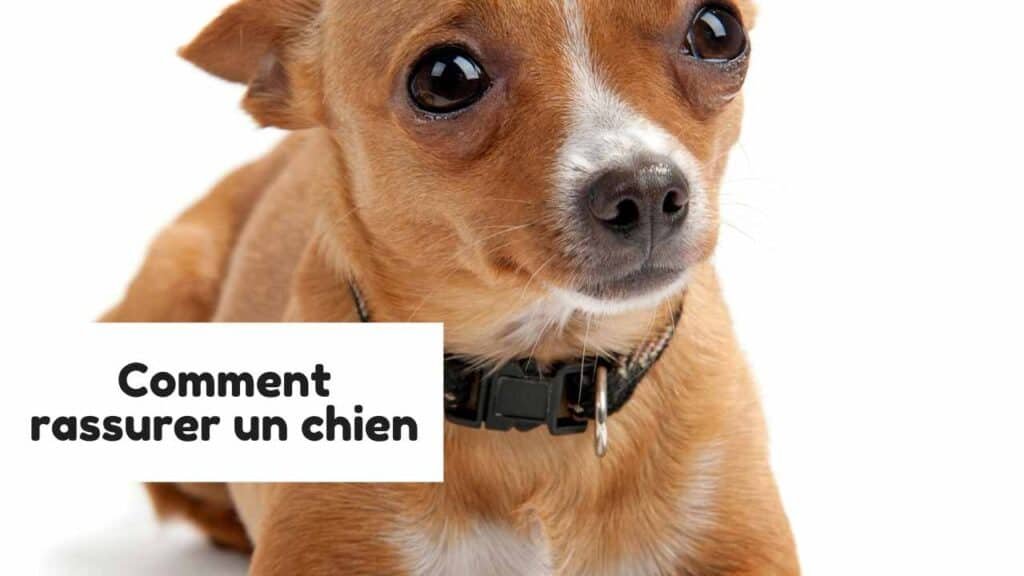 Comment rassurer un chien