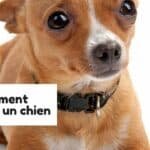 Comment rassurer un chien