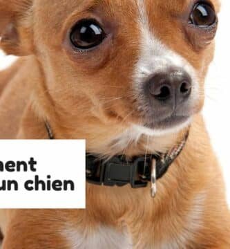 Comment rassurer un chien