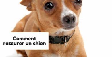 Comment rassurer un chien
