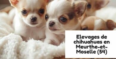 Elevages de chihuahuas en Meurthe-et-Moselle (54)