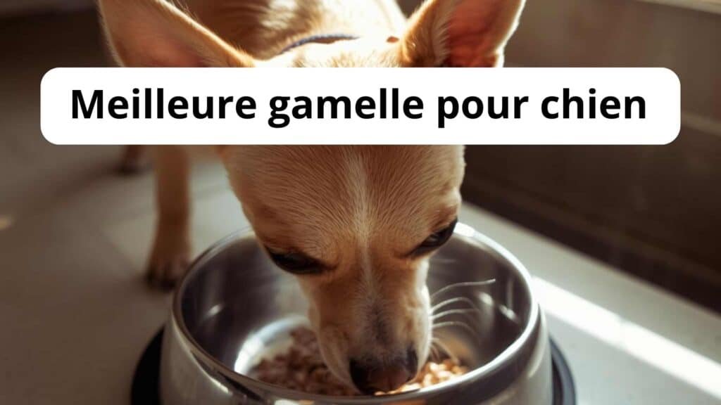 Meilleure gamelle pour chien