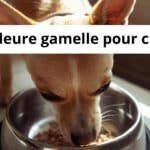 Meilleure gamelle pour chien