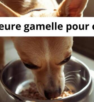 Meilleure gamelle pour chien