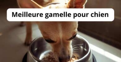 Meilleure gamelle pour chien