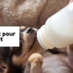 Quel lait pour chiot