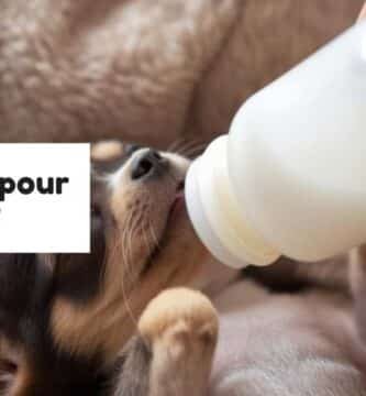 Quel lait pour chiot