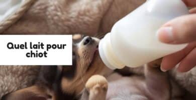 Quel lait pour chiot