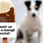 Faire vomir un chien qui a mangé du chocolat