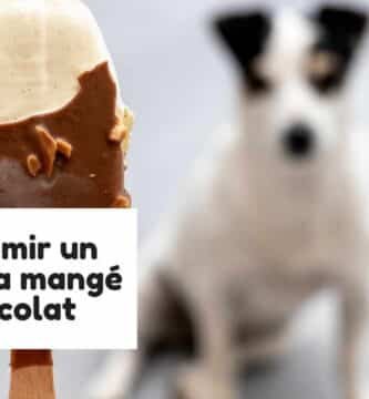 Faire vomir un chien qui a mangé du chocolat