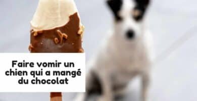 Faire vomir un chien qui a mangé du chocolat