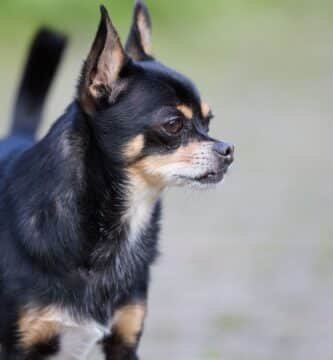 Fente palatine chiot : causes, symptômes et solutions. Apprenez à nourrir votre protégé par sonde et préparez son opération. Sauvez-le maintenant !