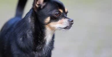 Fente palatine chiot : causes, symptômes et solutions. Apprenez à nourrir votre protégé par sonde et préparez son opération. Sauvez-le maintenant !