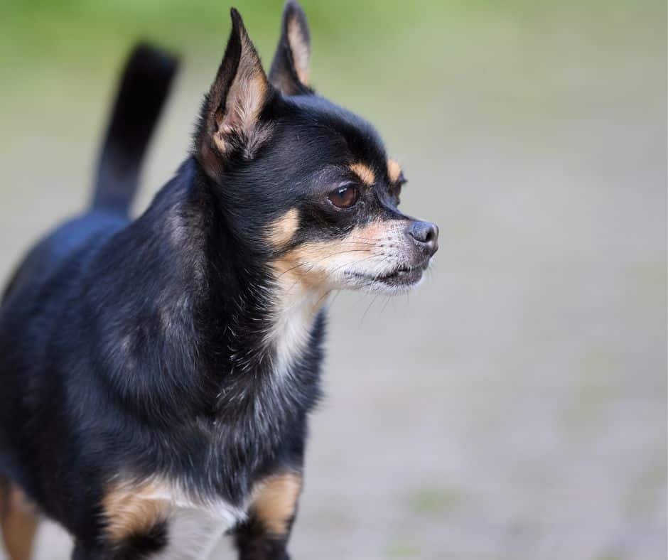 Fente palatine chiot : causes, symptômes et solutions. Apprenez à nourrir votre protégé par sonde et préparez son opération. Sauvez-le maintenant !