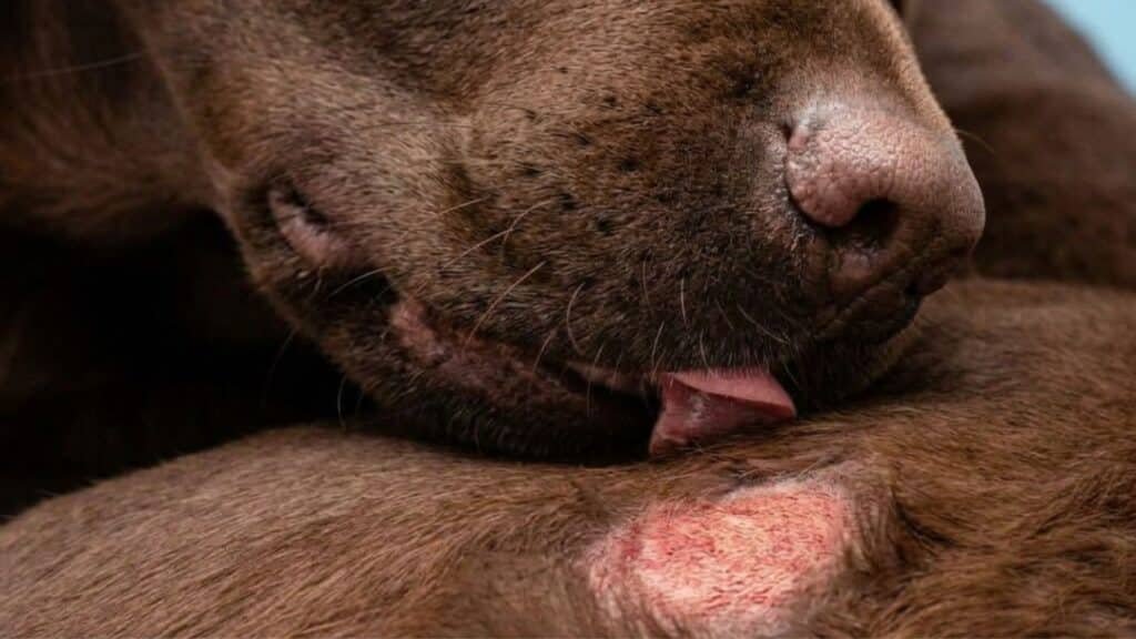 allergies alimentaires chez le chien