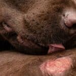 allergies alimentaires chez le chien