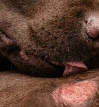 allergies alimentaires chez le chien