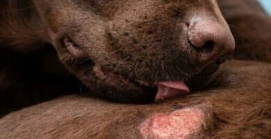 allergies alimentaires chez le chien