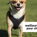 meilleurs harnais pour chien en Y