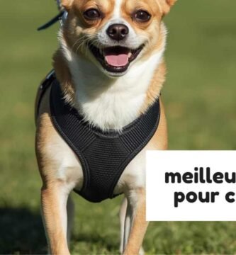 meilleurs harnais pour chien en Y