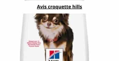 Avis croquette hills