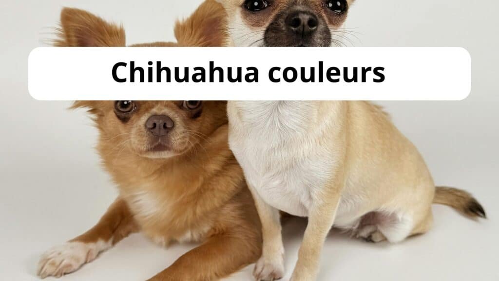 Chihuahua couleurs