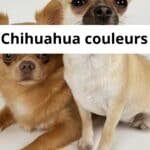 Chihuahua couleurs