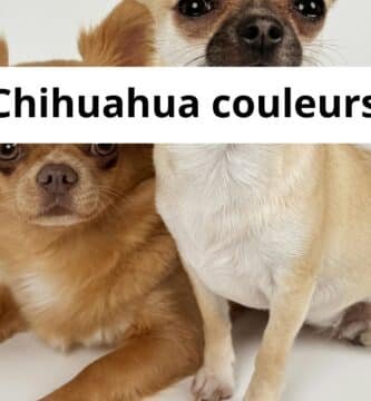 Chihuahua couleurs