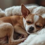 Diarrhée du chihuahua