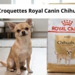 avis croquettes royal canin chihuahua