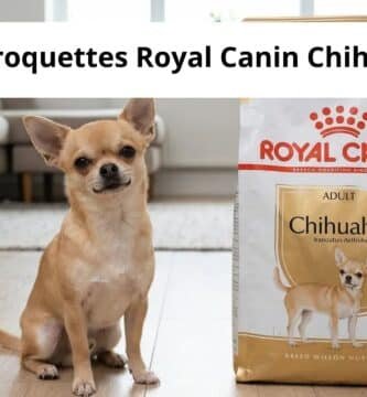 avis croquettes royal canin chihuahua