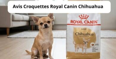 avis croquettes royal canin chihuahua