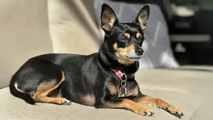 CHIHUAHUA croisé pincher