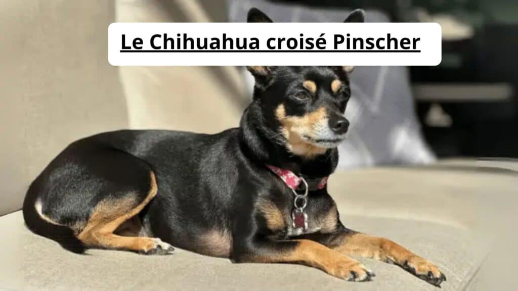 Le Chihuahua croisé Pinscher