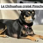 Le Chihuahua croisé Pinscher