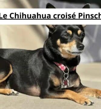 Le Chihuahua croisé Pinscher