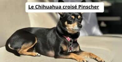 Le Chihuahua croisé Pinscher