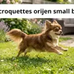 avis croquettes orijen small breed
