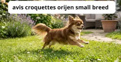 avis croquettes orijen small breed